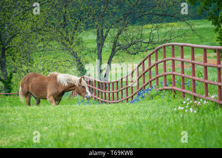 Progetto belga Cavallo al pascolo da un recinto verde Texas bluebonnet e pascoli fioriti in primavera. Foto Stock