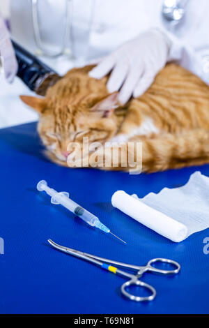 Chiudere in su su una rasatura vet un gatto e alcuni strumenti di funzionamento Foto Stock