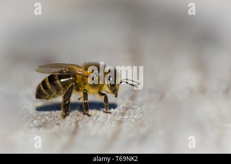 Il miele delle api (Apis mellifica), Germania Foto Stock