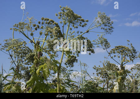 Giant hogweed, Heracleum mantegazzianum Foto Stock