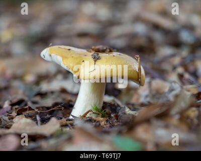 Comune Russula giallo, Russula ochroleuca Foto Stock