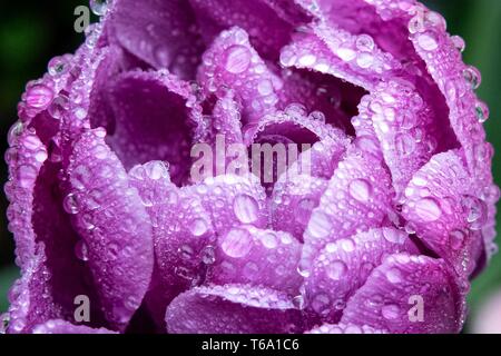 Monaco di Baviera, Germania. 30 apr, 2019. Gocce di acqua hanno raccolto su un fiore. Credito: Sina Schuldt/dpa/Alamy Live News Foto Stock