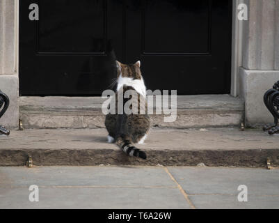 A Downing Street, Londra, Regno Unito. Il 30 aprile 2019. Larry il gatto attende di essere lasciate in 10 Downing Street settimanale durante la riunione di gabinetto. Credito: Malcolm Park/Alamy Live News. Foto Stock