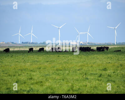 Elmley, Kent, Regno Unito. 30 apr, 2019. Regno Unito Meteo: un soleggiato e caldo pomeriggio in Elmley, Kent. Credito: James Bell/Alamy Live News Foto Stock