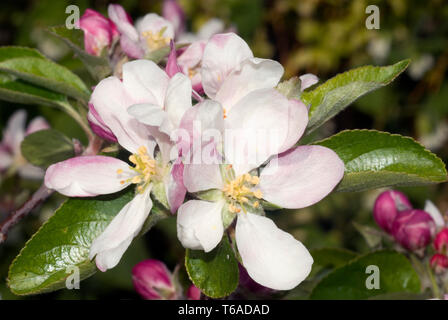 Apple Blossom Foto Stock