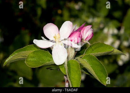 Apple Blossom Foto Stock