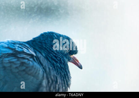Un piccione nascosto dalla pioggia sulla battuta Foto Stock