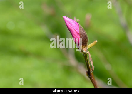 Vista dettagliata del singolo magnolia rosa germoglio di fiore in giardino Foto Stock