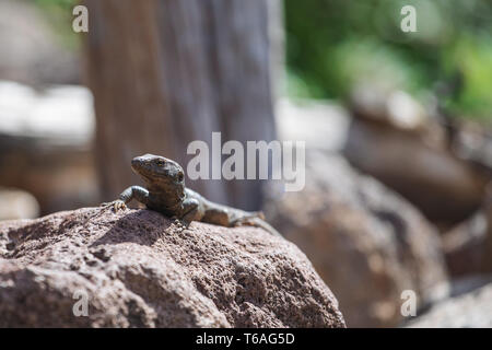 Lizard in appoggio su di una roccia vicino a Puerto de la Cruz Tenerife Foto Stock