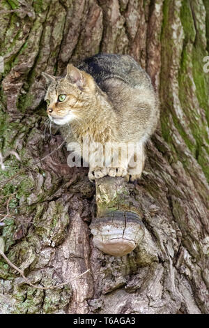 Unione Gatto Selvatico, Felis silvestris, Germania meridionale Foto Stock
