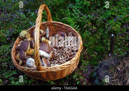 Selezionati raccolti freschi commestibili funghi di bosco in un cestello Foto Stock