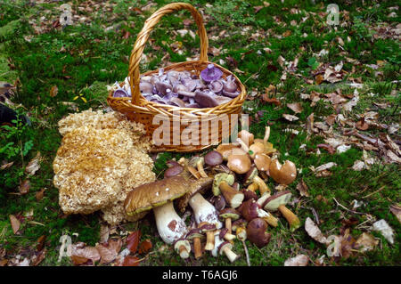 Selezionati raccolti freschi commestibili funghi di bosco in un cestello Foto Stock