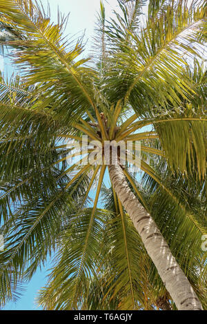 Palm Tree e sole splendente oltre il cielo luminoso sullo sfondo Foto Stock