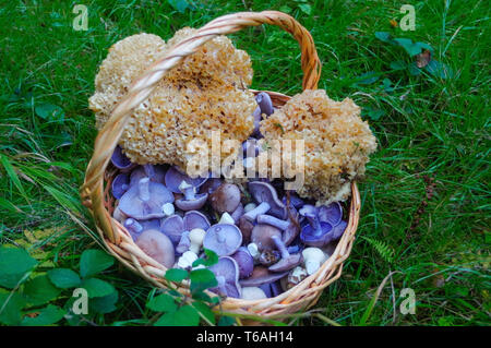 Selezionati raccolti freschi commestibili funghi di bosco in un cestello Foto Stock