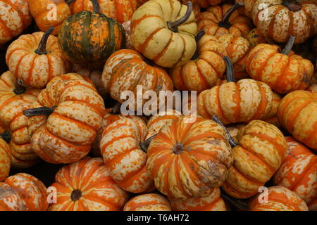 Zucca decorativa o zucca ornamentale Foto Stock