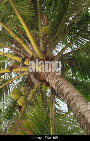 Palm Tree e sole splendente oltre il cielo luminoso sullo sfondo Foto Stock