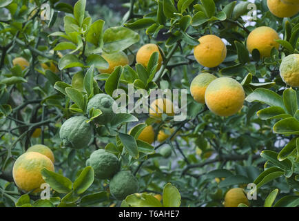 Poncirus trifoliata alberi da frutto Foto Stock