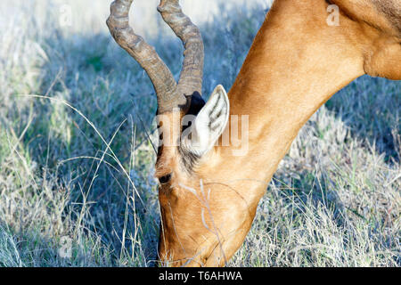 In prossimità della testa del Red Harte-beest Foto Stock
