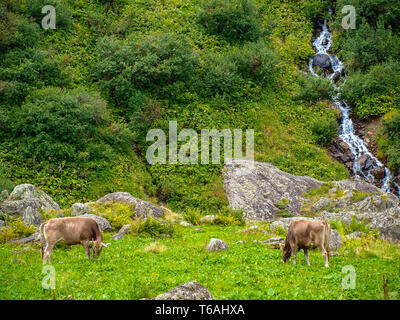 Due mucche sui pascoli di montagna nelle Alpi della Svizzera Foto Stock