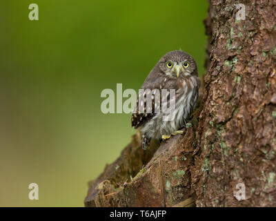 Eurasian gufo pigmeo (Glaucidium passerinum) è il più piccolo gufo in Europa. Preso in Repubblica Ceca Foto Stock