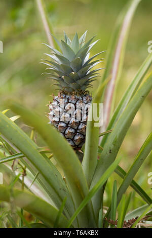 Ananas frutta tropicale in giardino, madagascar Foto Stock