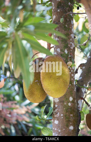 Jackfruit (Artocarpus heterophyllus) Madagascar Foto Stock