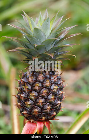 Ananas frutta tropicale in giardino, madagascar Foto Stock
