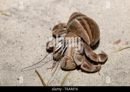 Grande granchio eremita con guscio di lumaca Madagascar Foto Stock