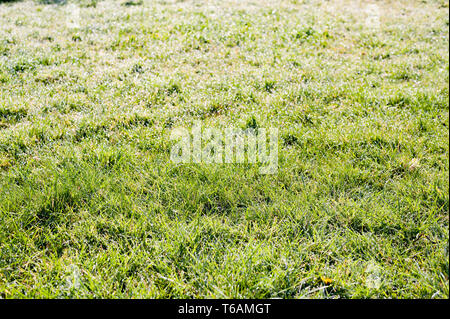 Prato di ancora da tagliare erba con notevole rugiada scintillanti in primavera alba sunshine come campo di diamante gemme e cristalli Foto Stock