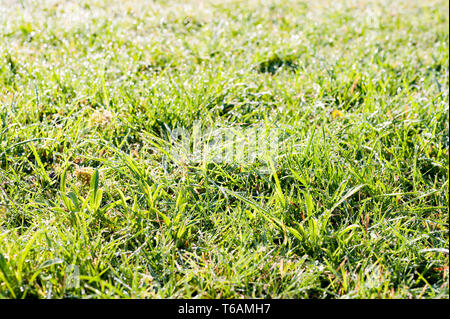 Prato di ancora da tagliare erba con notevole rugiada scintillanti in primavera alba sunshine come campo di diamante gemme e cristalli Foto Stock