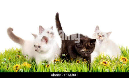 Ritratto di quattro British Shorthair gattini seduta, 8 settimane di età, Foto Stock