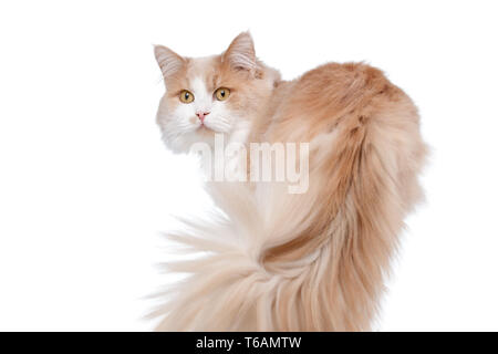 Lo zenzero Gatto Bianco isolato su sfondo bianco. Foto Stock