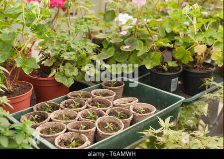 Serra riscaldata costringendo i giardinieri di raccolto di fiori e piante per essere pronto per i primi show e piantare in giardino nel mese di aprile in cui minaccia di brina Foto Stock