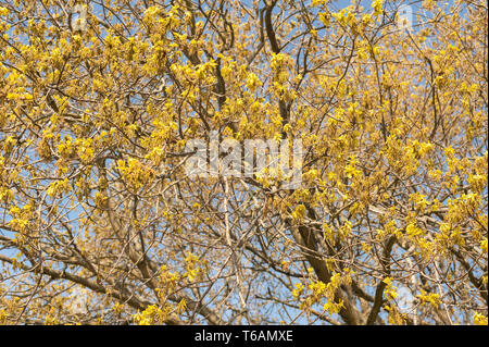 Abbondanza di fiori e ramoscelli di quercia con foglie di nuovo inizio per sviluppare, una delle prime cause di hayfever da alberi in aprile contro il cielo blu Foto Stock