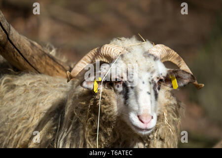 Ram o rammer, maschio della pecora Foto Stock