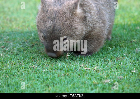 Wombat in Australia Foto Stock