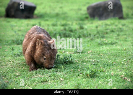 Wombat in Australia Foto Stock