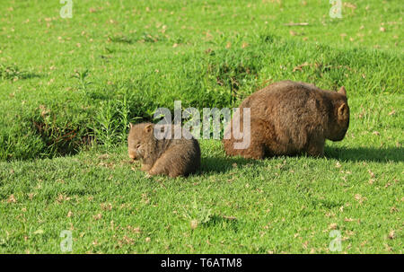 Wombat in Australia Foto Stock