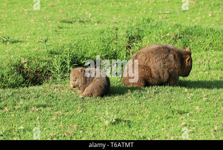 Wombat in Australia Foto Stock