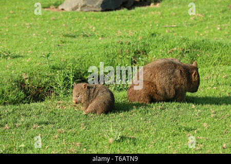 Wombat in Australia Foto Stock