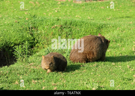 Wombat in Australia Foto Stock