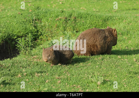 Wombat in Australia Foto Stock