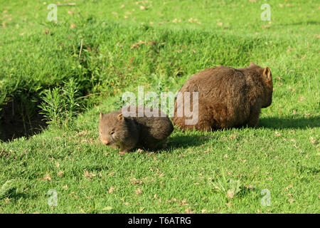 Wombat in Australia Foto Stock