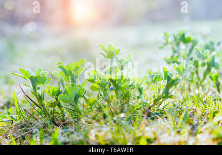 Fresco verde trifoglio. prato estivo al mattino presto Foto Stock