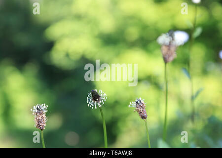 Ribwort, planzago lanceolata, Germania Foto Stock