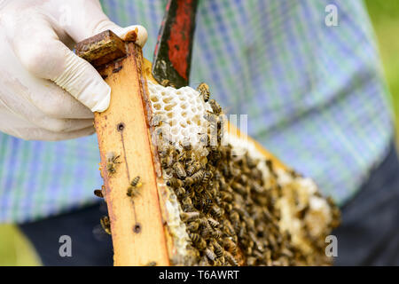 Il miele api (Apis mellifica) all'alveare Foto Stock