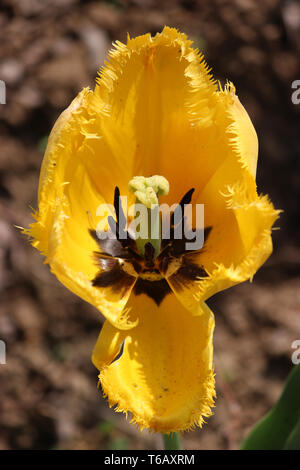 Vivace colorato in giallo tulipani nel famoso Tulip Garden nel Kashmir da un alto angolo shot. Vista interna del Tulip flower Foto Stock