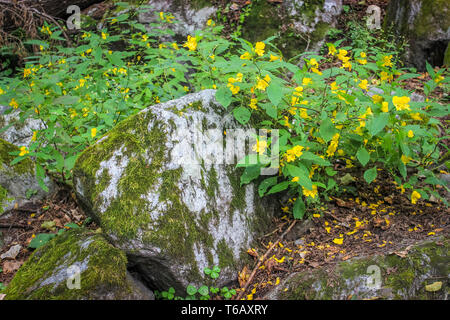 Di colore giallo brillante fiori selvatici lungo con foglie verdi fronde cresce su pietre di muschio in un bosco Foto Stock