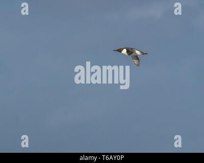 Comune di Guillemot o Murre, Uria aalge, Mare del Nord Europa Foto Stock