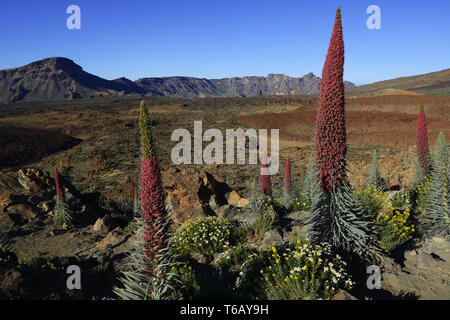 Bel paesaggio al Teide Nationalpark, Las Canadas, Tenerife Foto Stock